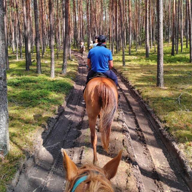Человек верхом на лошади едет по грунтовой тропе через залитый солнцем лес, окруженный высокими деревьями