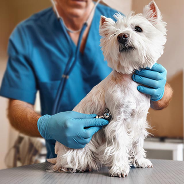 A veterinary doctor examines a dog